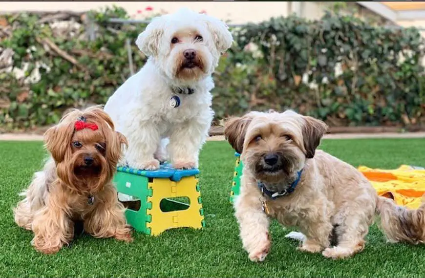 Three small dogs pose on lush grass; a white dog stands on a colorful plastic stool between two tan dogs, one with a red bow in its hair. Expertly laid by Turf Installer Arcadia AZ, the vibrant lawn complements shrubs and a fence in the background.