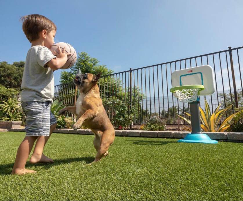 A young boy holds a basketball while a small brown dog jumps up toward the ball. They play on lush green turf, expertly installed by Turf Installer Arcadia AZ, in a fenced backyard with a children’s basketball hoop under sunny skies.